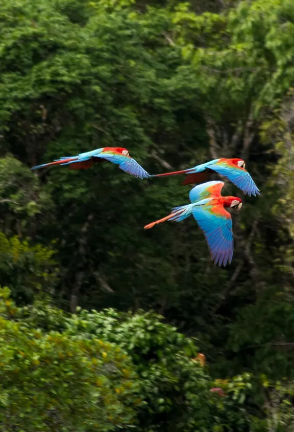 Biodiversity