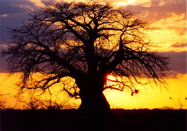 africa-sunset-1-1180409-1279x894_freeiamages_cristiano_galbiati.png